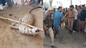 ग्रामीणों पर हमला करने वाले तेंदुए को लोगों ने पकड़ा, लाठी से दबाकर रस्सी से बांधा