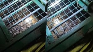 7 साल की मासूम को बनाया शिकार; 77 घंटे बाद पिंजरे में कैद हुआ खूंखार तेंदुआ, ग्रामीणों ने ली राहत की सांस