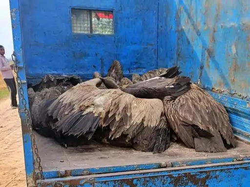 लखीमपुर-खीरी में 25 गिद्धों की मौत, लखनऊ टीम ने की जांच; कीटनाशक से जहर की आशंका